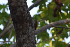 Xiphorhynchus elegans