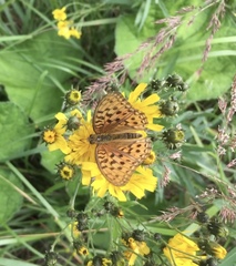 Argynnis adippe