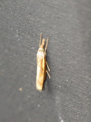 Agriphila tristella