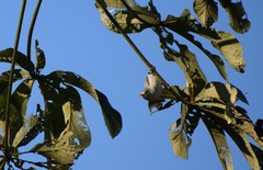 Conirostrum margaritae