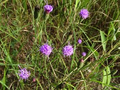 Liatris cymosa