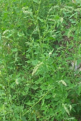 Chenopodium album