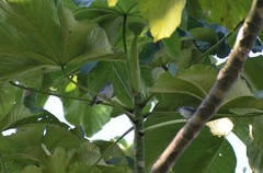 Conirostrum margaritae