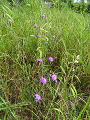 Liatris cymosa