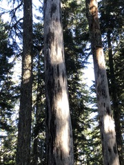 Xylographa parallela