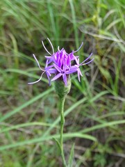 Liatris cymosa