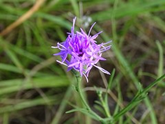 Liatris cymosa