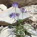 Phyteuma charmelii - Photo (c) guillaume_papuga, algunos derechos reservados (CC BY-NC), subido por guillaume_papuga