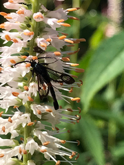 Synanthedon myopaeformis