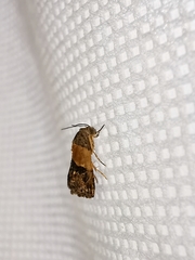 Tripudia balteata