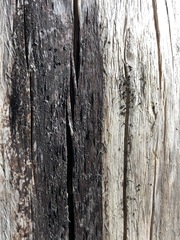 Xylographa parallela