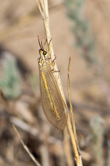 Myrmecaelurus trigrammus