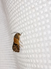 Tripudia balteata