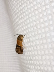 Tripudia balteata