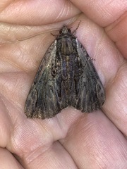 Catocala ultronia