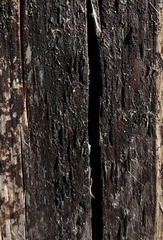 Xylographa parallela