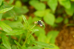 Frieseomelitta nigra