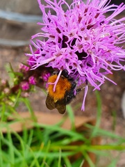 Bombus pascuorum