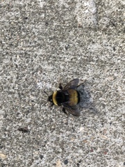 Bombus terricola