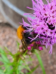 Bombus pascuorum