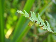 Pyrisitia portoricensis