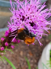 Bombus pascuorum