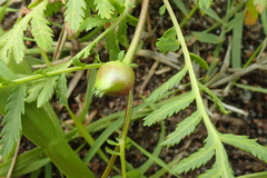 Rhopalomyia tanaceticola
