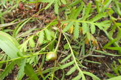 Rhopalomyia tanaceticola
