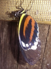 Heliconius cydno