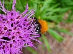 Bombus pascuorum