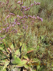 Limonium tomentellum