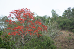 Erythrina verna
