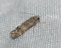 Exoteleia dodecella