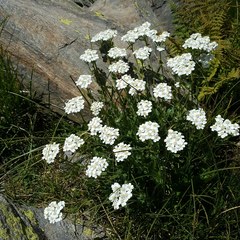 Achillea erba-rotta