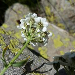 Achillea erba-rotta