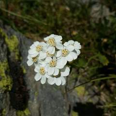 Achillea erba-rotta