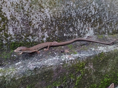 Gerrhonotus ophiurus