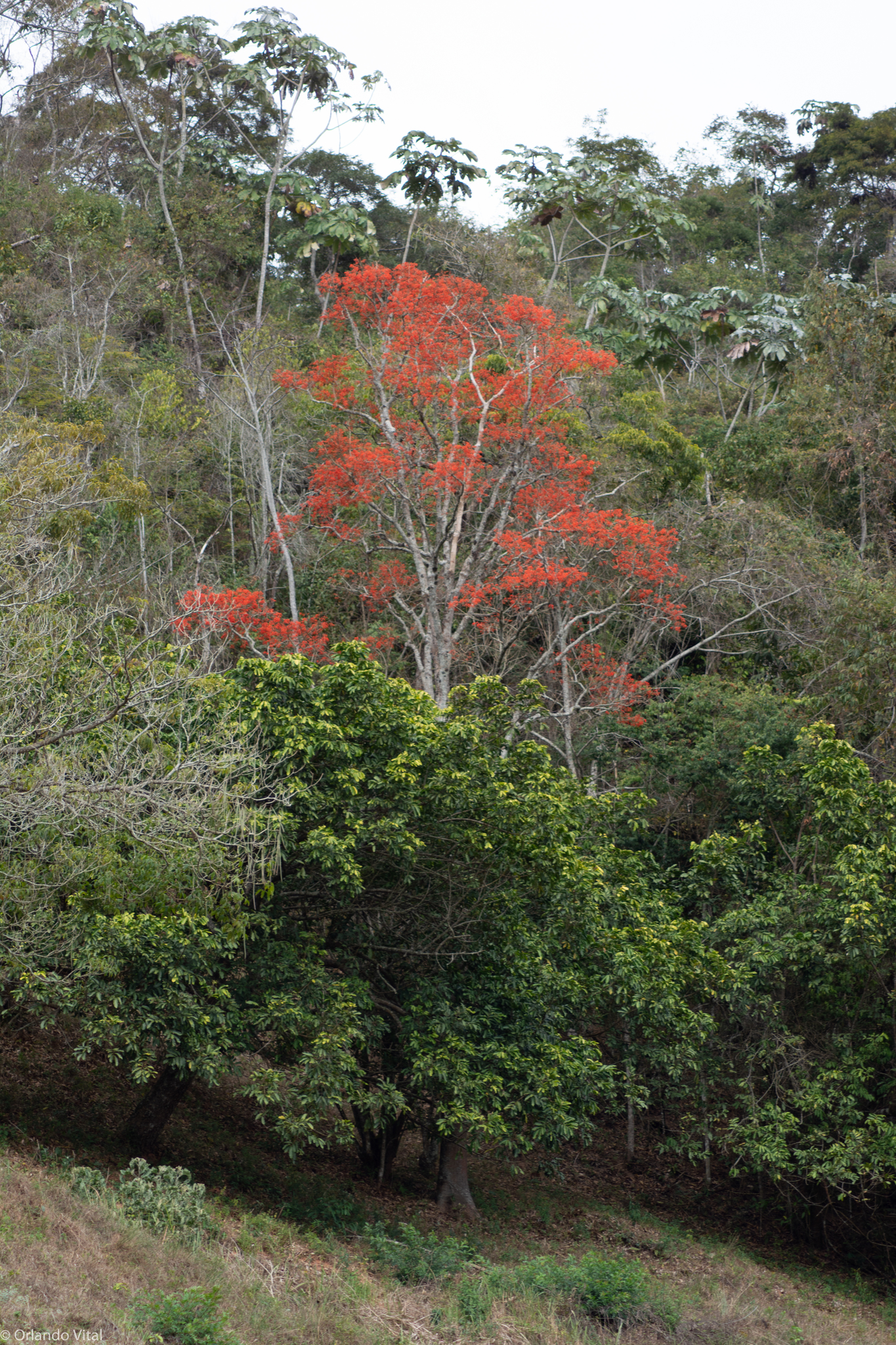 Erythrina verna