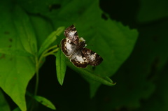 Chiomara georgina georgina