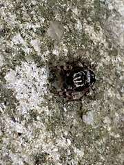 Habronattus fallax
