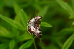 Chiomara georgina georgina