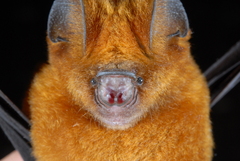 Hipposideros ruber