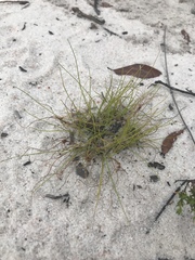 Rhynchospora pusilla