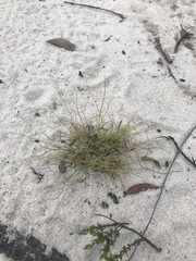 Rhynchospora pusilla