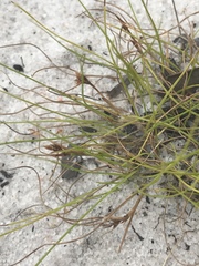 Rhynchospora pusilla