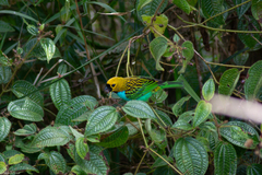 Tangara cyanoventris