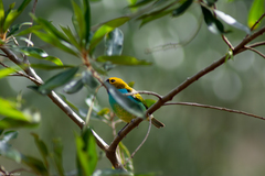 Tangara cyanoventris