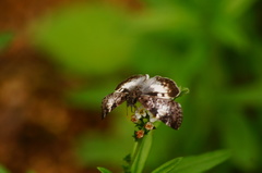 Chiomara georgina georgina
