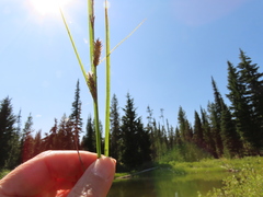 Carex exsiccata