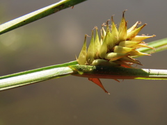 Carex exsiccata